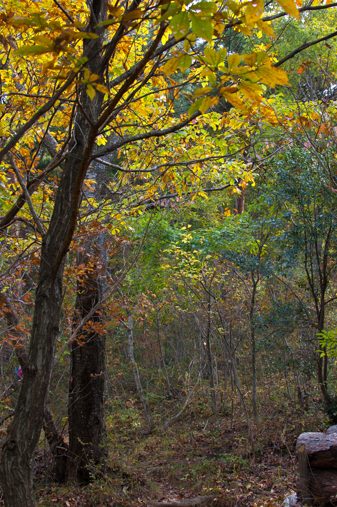 Autumn woodlands