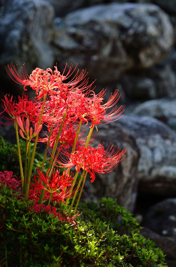 cluster amaryllis　Ⅲ