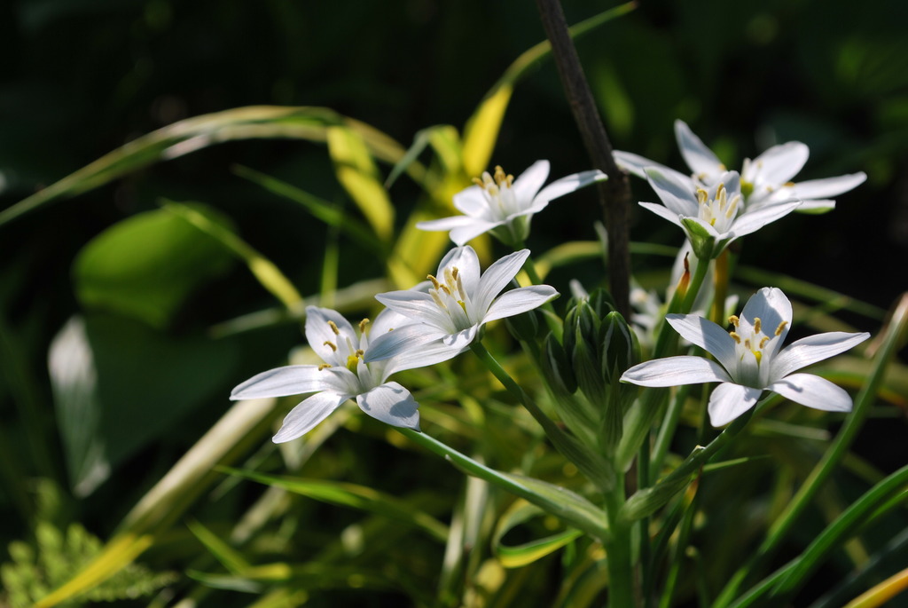 Zephyranthes candida