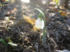 snow drop