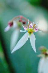 Saxifraga stolonifera　Ⅳ