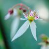 Saxifraga stolonifera　Ⅳ