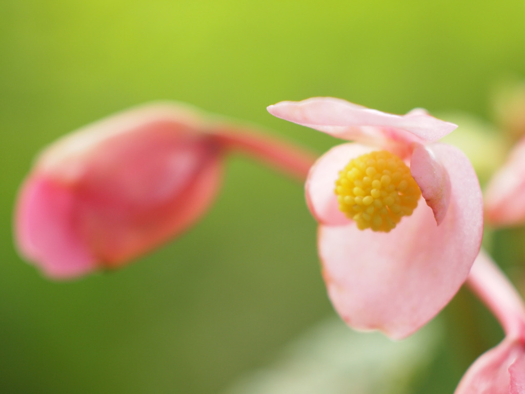 Begonia grandis