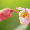 Begonia grandis