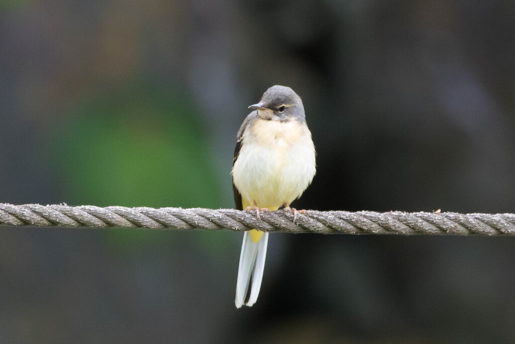 幼鳥！？