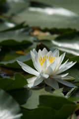 lotus Ⅰ