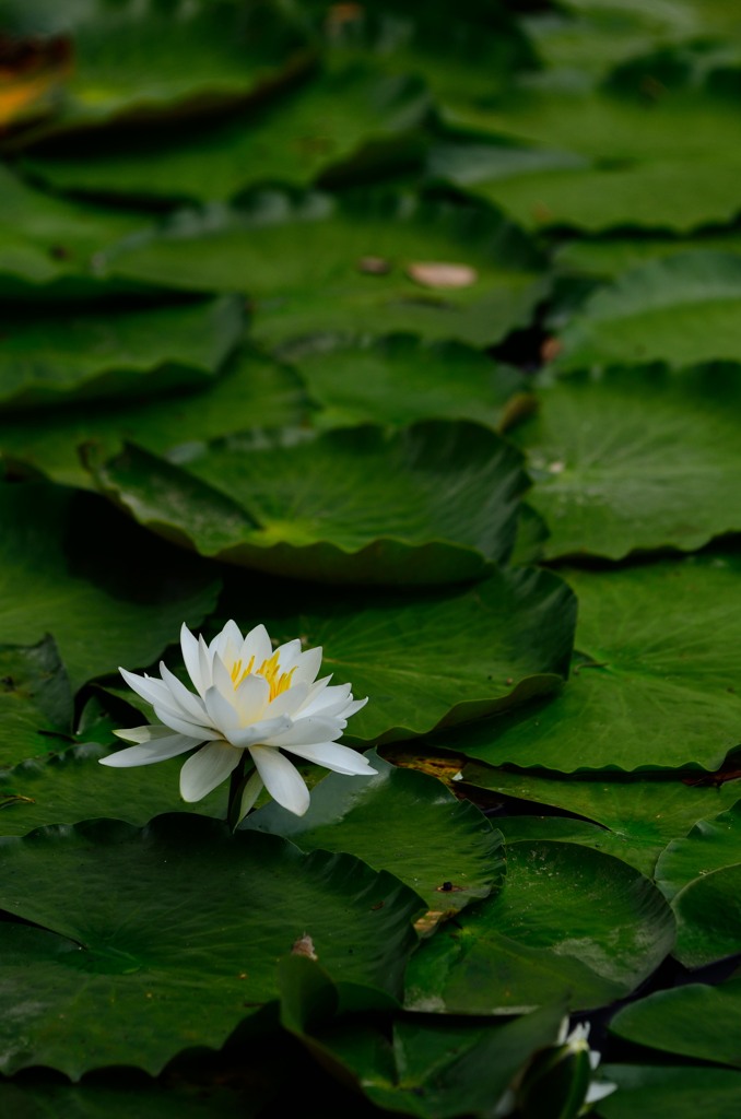 Lotus of the white blossom　Ⅱ