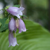 Early summer of the garden