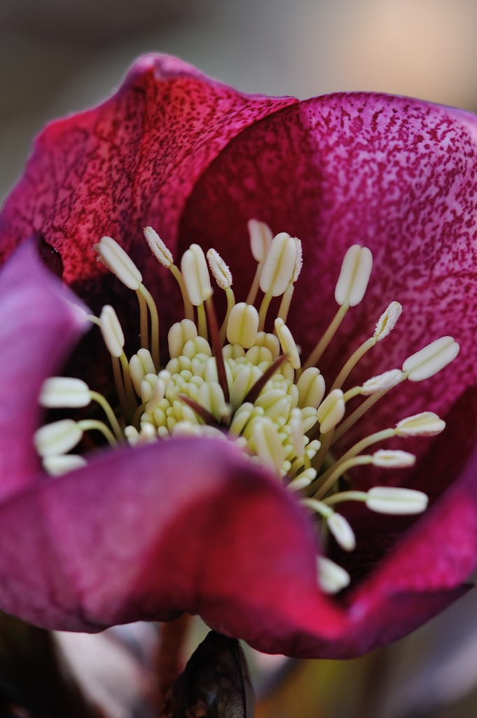 bloom vividly