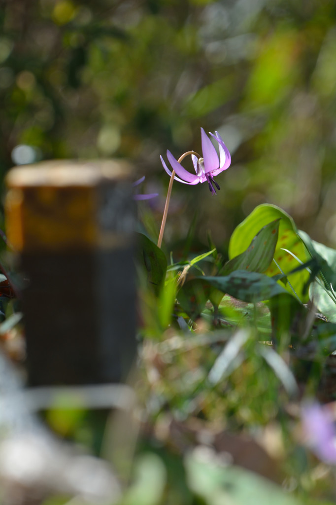 Spring ephemeral　2015　Ⅱ