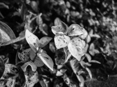 With old camera