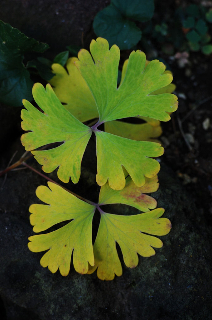 Autumn color at home　Ⅰ