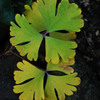Autumn color at home　Ⅰ