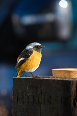 Visitor ~ pretty wild bird ~