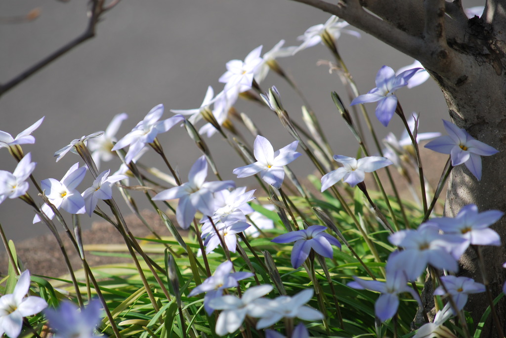 Ipheion uniflorum