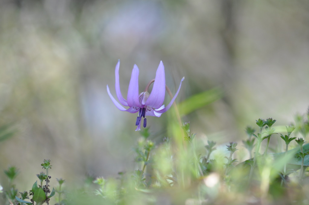 Erythronium japonicum