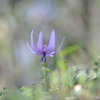 Erythronium japonicum