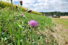 C. japonicum DC