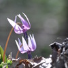 Erythronium japonicum