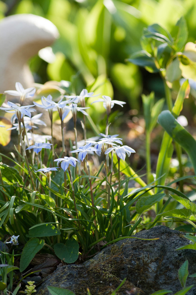 in the corner of the garden