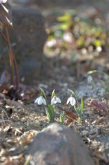 Three sisters