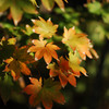 Familiar autumn　Ⅰ