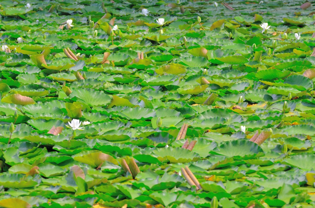 Wave of the bright green