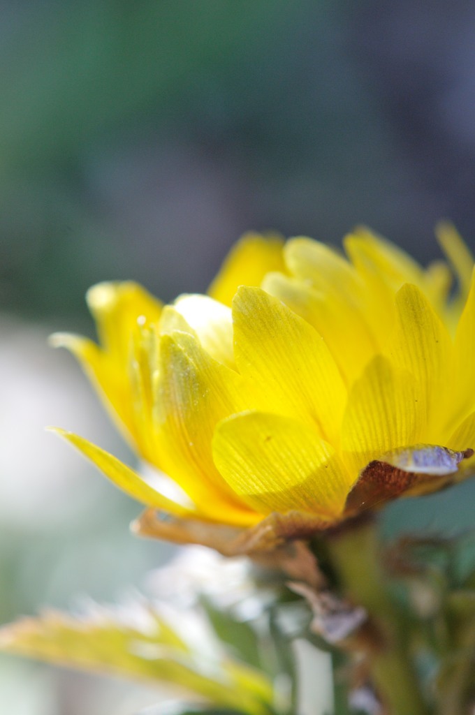 The sun of the garden　Ⅳ
