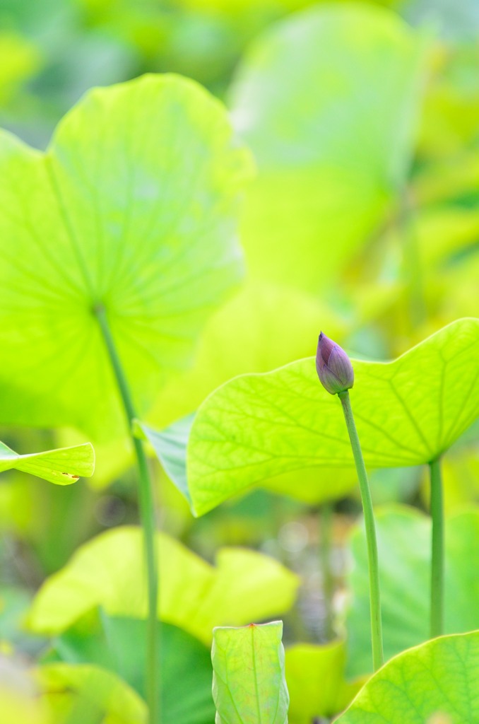 Refreshing green