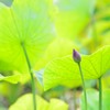 Refreshing green