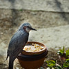 Visitor ~ not pretty wild bird ~