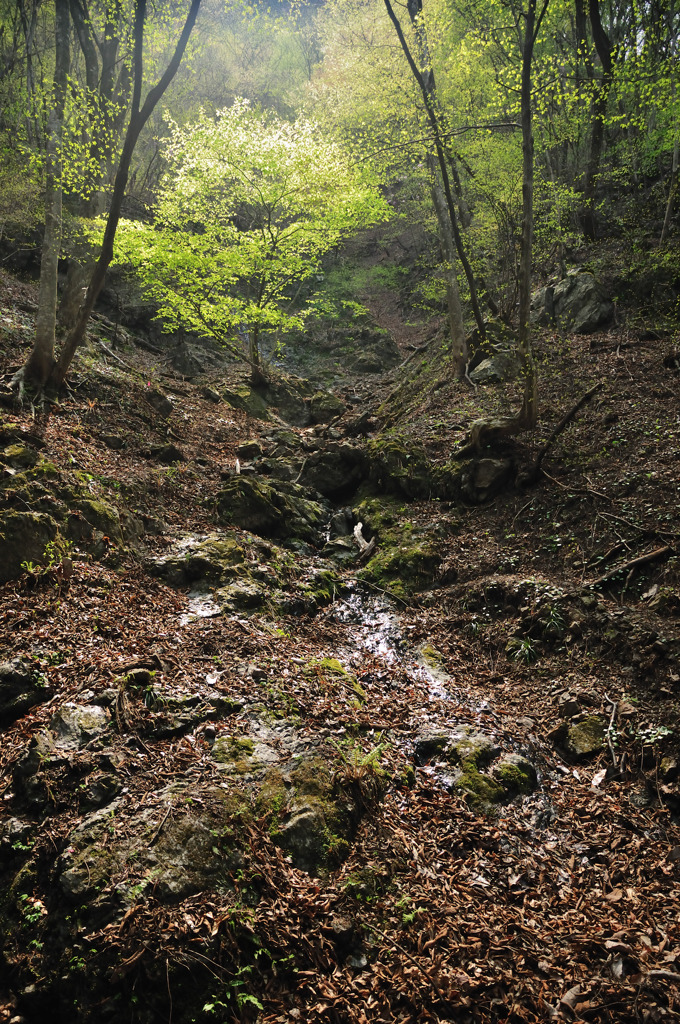 Deep Forest