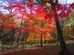 autumn colors　Ⅰ