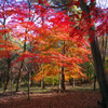 autumn colors　Ⅰ