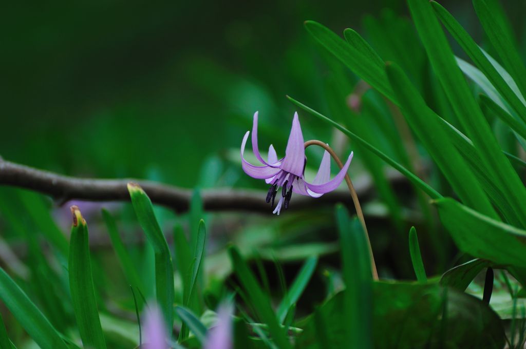 Erythronium japonicum