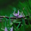 Erythronium japonicum