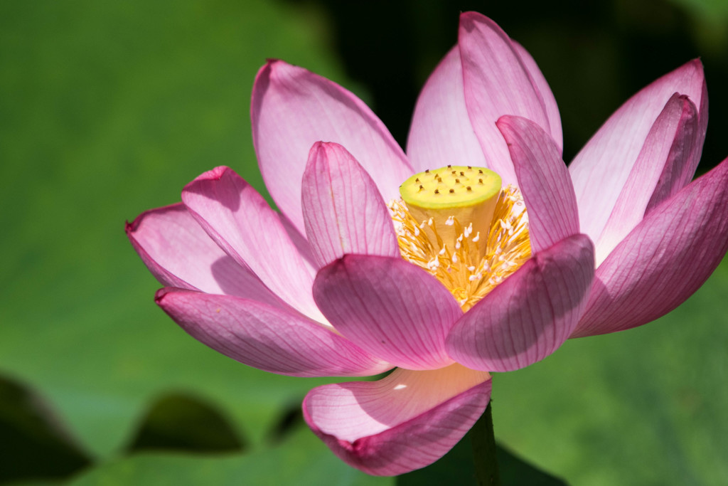 lotus Ⅱ