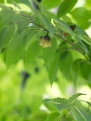 Summer garden　snap