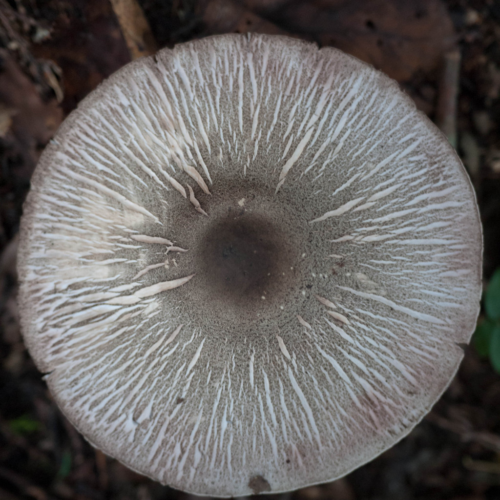 Circle