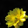 The sun of winter garden Ⅰ