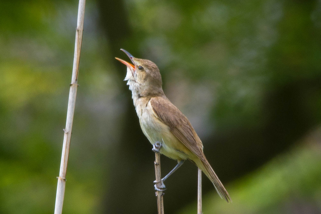 この子はまだ鳴いてるかなぁ