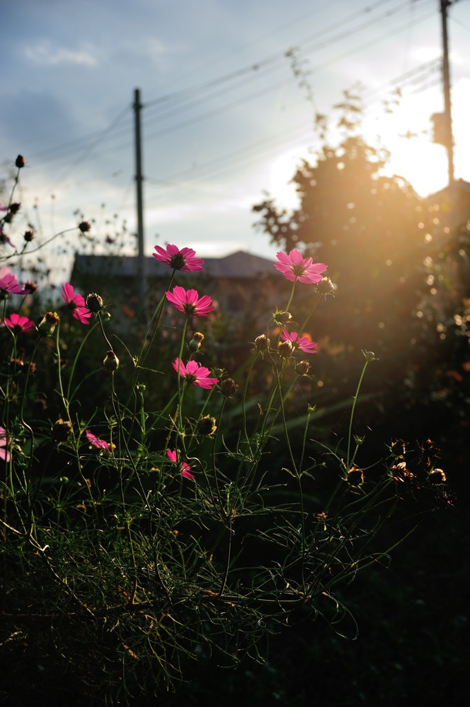 The evening　sun