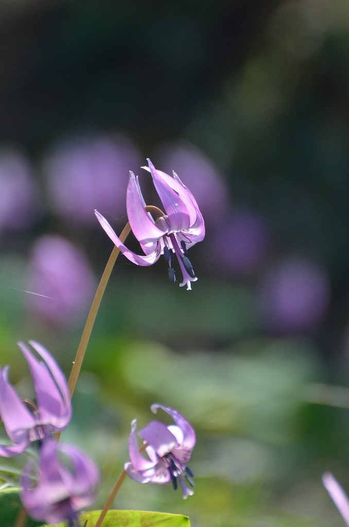 Spring ephemeral　Ⅰ