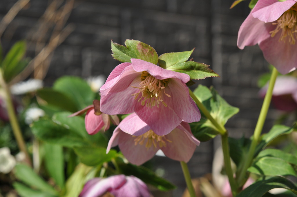 Christmas Rose