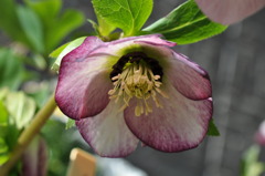 Christmas Rose