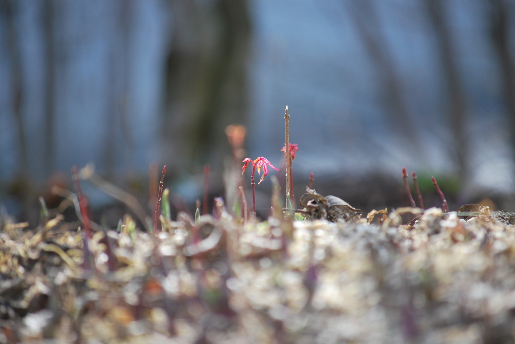 spring has come