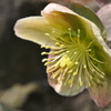 Helleborus x ericsmithii