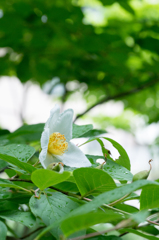 Early summer flowers