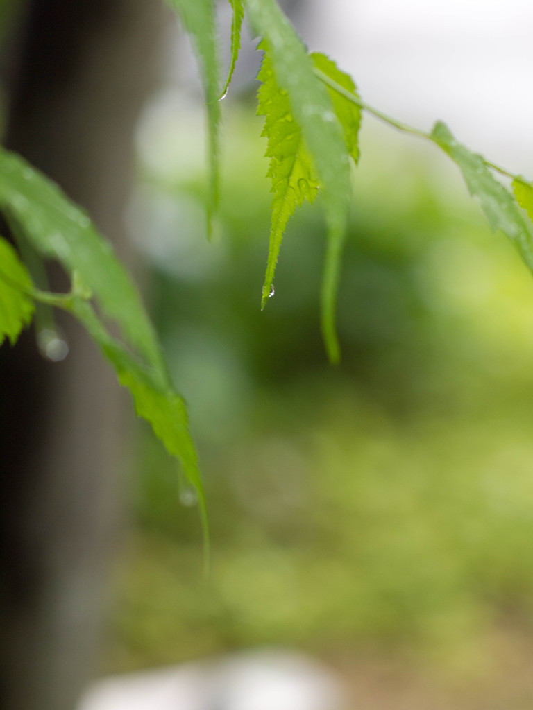 Rainy garden