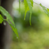 Rainy garden